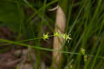 Reflexed sedge